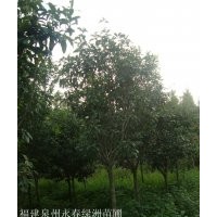 3公分桂花價格45元，5公分桂花價格120元，8公分桂花價格600元