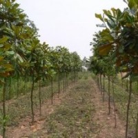河南新鄉萬匯實業供應桂花 廣玉蘭