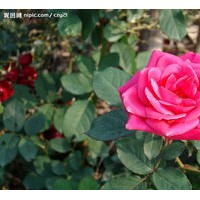 綠化苗木法桐、白蠟、合歡、國槐、龍爪槐、火炬、欒樹、銀杏、千