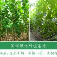 常年供應2公分法桐小苗米徑15公分速生法桐價格