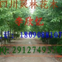 本公司大量供應香樟，黃葛樹，小葉榕，重陽木，藍花楹，水晶葡萄