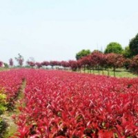 晴虹苗木基地大量供應紅葉石楠容器苗