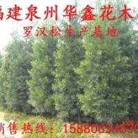 羅漢松、塔型羅漢松