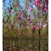 河北香花槐、保定香花槐、山東香花槐