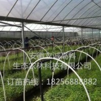 美國竹柳，快繁苗，渤海3號，竹柳扦插