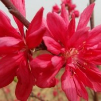 大量供應嫣紅菊花桃，質量保證，！