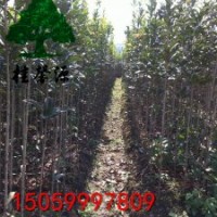 福建.浦城--丹桂之鄉批發精品高桿丹桂苗、丹桂樹。