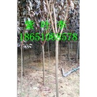 3公分紅葉李批發供應、江蘇紅葉李種植基地、江蘇賣紅葉李、江蘇