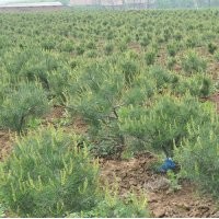 優質白皮松樹苗15-30公分，50萬株，預定中