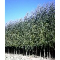大量供應3到5公分竹柳，垂柳，聯系電話13948183529 張先生 內蒙