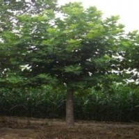 法桐正確季節修剪植物會更好看