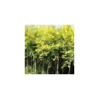 國槐 金葉國槐金枝國槐金葉榆榆樹香花槐刺槐金葉垂榆