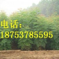 0.8-1.5公分北欒樹