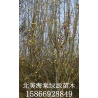 黃金海棠，八凌海棠，舞美海棠
