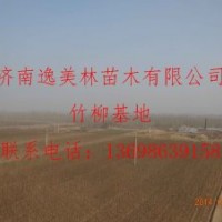 我公司處理萬(wàn)畝竹柳 規(guī)格不等
