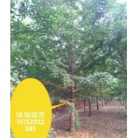 銀杏樹(shù)多少錢(qián)一棵
