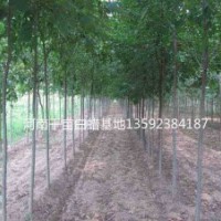 河南白蠟基地，二年生白蠟，三年生白蠟，四年生白蠟各種規格白蠟