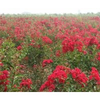 提供大量紅火箭、紅火球、紅葉紫薇苗木