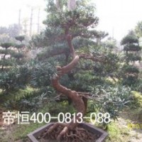 供應優質廉價苗木雞蛋花,母生樹頭,秋風頭