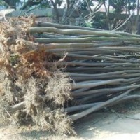 供應欒樹價格精品欒樹價格移植15公分欒樹價格