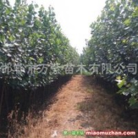 供應107楊樹、毛白楊、速生法桐、國槐