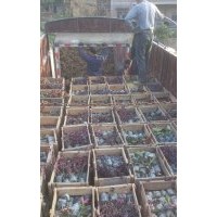 紅花繼木袋苗價格0.75元，紅花繼木小苗價格0.2元，80*80紅花繼木