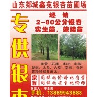 銀杏樹基地低價直銷
