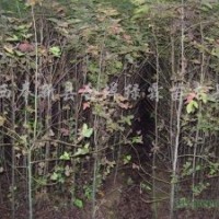 供應地徑1公分2公分3公分4公分楓香苗