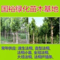 常年供應米徑法桐9cm速生法桐扦插條河北廊坊培育技術