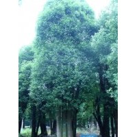 森潤園林0232號三桿香樟樹胸徑為φ38，φ37，φ44三支，開度小且