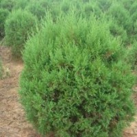 山西蜀檜|1-2.5米蜀檜供應