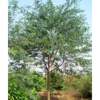 重陽木銷售南京重陽木基地15公分精品