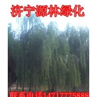 垂柳_批發垂柳_垂柳小苗_速生垂柳_10公分垂柳_金絲垂柳_旱柳