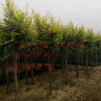 毛白楊、107速生楊、北欒苗、速生國槐