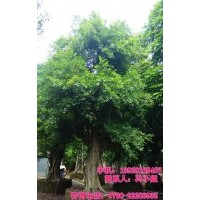 供應：細葉榕