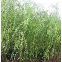 供應垂柳,平頭垂柳,嫁接垂柳