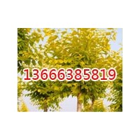 好的毛白楊哪里找?生態綠苗木