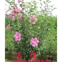 1.5米冠木槿出售，賣木槿，木槿批發，木槿種植基地