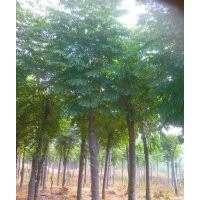 截桿欒樹 10公分截桿欒樹批發 益陽綠鑫園林