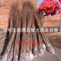 觀花小喬木紫薇苗1米高當年生紫薇小苗價格量大送貨上門