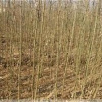 皂角苗山西皂角苗價格1-2年生皂角苗皂角種子