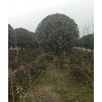 四川桂花，四川桂花價格