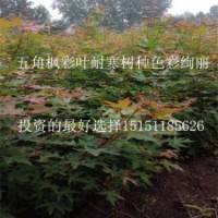 五角楓的種植前景 風景觀葉林木小苗2年生五角楓苗批發價供應