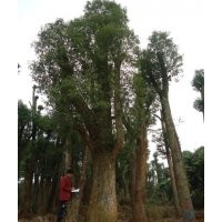 供應(yīng)移植3年以上香樟，規(guī)格種類繁多。