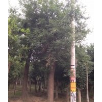 山東云杉，2，3,4，5米云杉，云杉價格。