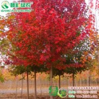 美國(guó)改良紅楓（秋艷） 正宗紅楓樹(shù)苗 美國(guó)改良紅楓（秋艷）樹(shù)苗供