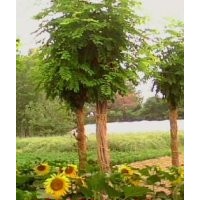 北京香花槐價格@@保定香花槐基地批發香花槐