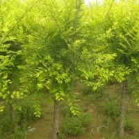 供應(yīng)20萬(wàn)棵紅葉桃金葉榆，碧桃，榆葉梅，紅梅,綠梅，美人梅