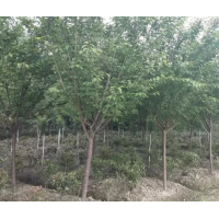 四川櫻花、高桿櫻花、櫻花基地-苗幫手
