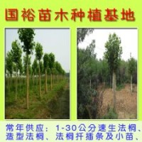 出售一批法桐小苗1公分|3公分速生法桐山東棗莊價格